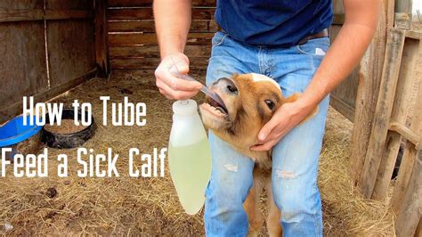 how to treat a sick calf